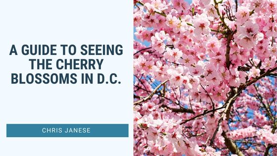 A Guide to Seeing the Cherry Blossoms in D.C.